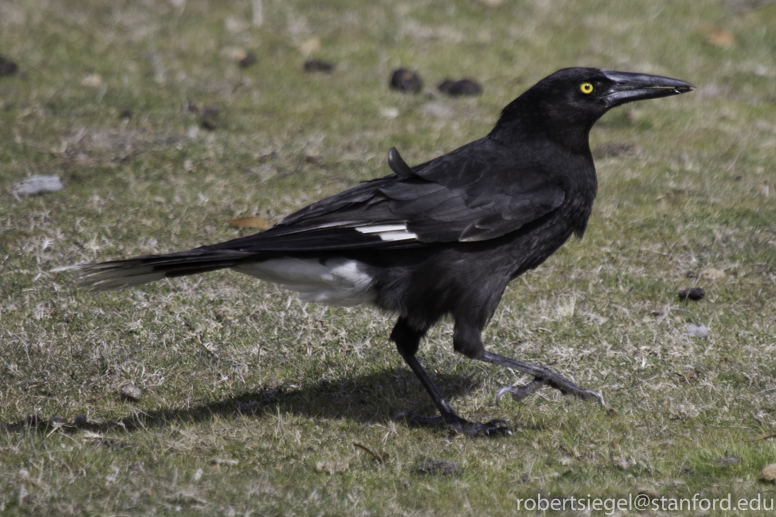 currawong